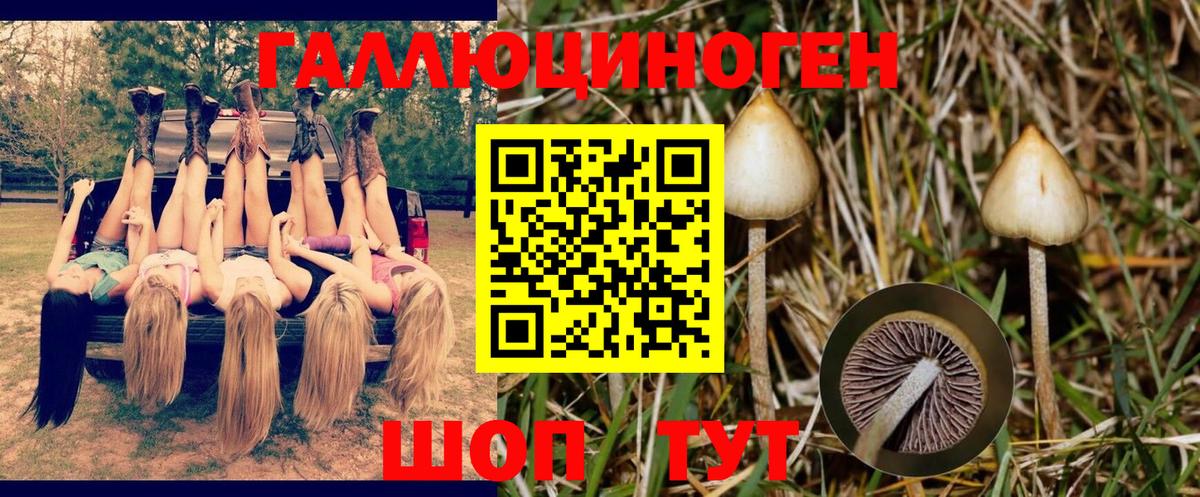 Псилоцибиновые грибы Psilocybine cubensis Ирбит